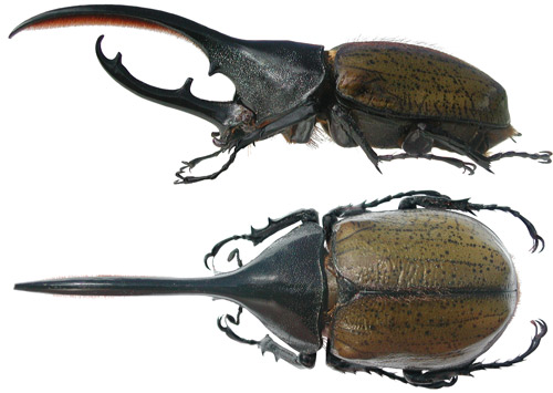 Mâle adulte majeur du scarabée d'Hercule, Dynastes hercules (Linnaeus), (vue latérale et dorsale).