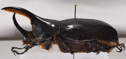 Macho adulto del escarabajo Hércules, Dynastes hercules (Linnaeus), (vista lateral)
