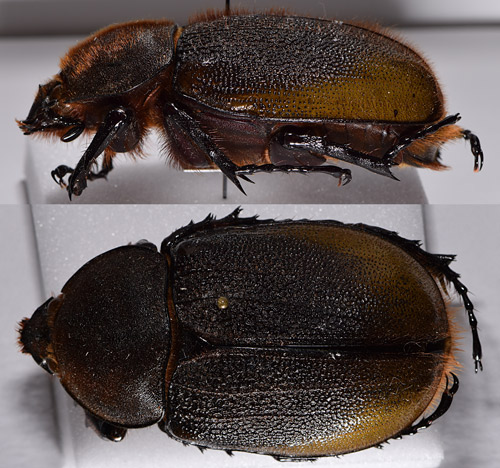 Hembra adulta del escarabajo Hércules, Dynastes hercules (Linnaeus), (vista lateral y dorsal).