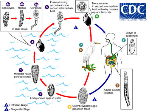 Life cycle of the parasitic trematode Echinostoma sp. Image used with permission from the Centers for Disease Control and Prevention.