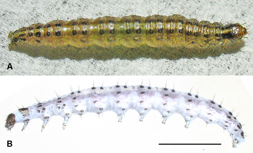 Samea ecclesialis: A, live larva; B, preserved larva