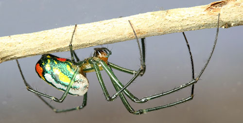 Female orchard orbweaver, Leucauge argyrobapta (White). (Spider removed from web for photography). Photograph by Donald W. Hall, University of Florida.