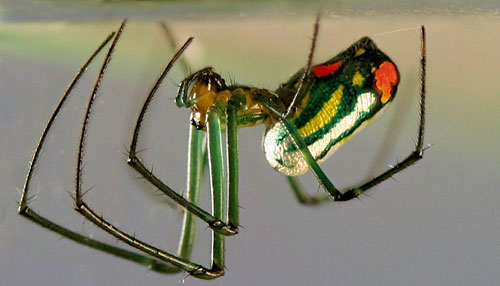 Leucauge argyrobapta (White) female (lateral aspect). (Spider removed from web for photography). Photograph by Donald W. Hall, University of Florida.