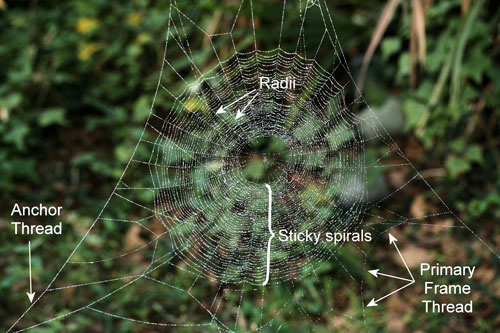 Orchard orbweaver, Leucauge argyrobapta (White) web, showing radii and sticky spirals. (web dusted with corn starch for photography). Photograph by Donald W. Hall, University of Florida.