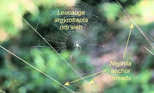Orchard orbweaver, Leucauge argyrobapta (White), web associated with web of Nephila clavipes (Linnaeus). Photograph by Donald W. Hall, University of Florida.