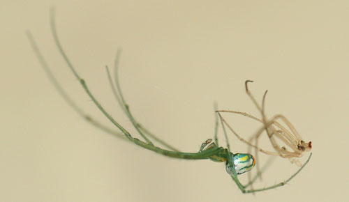 Orchard orbweaver, Leucauge argyrobapta (White), with recently shed exuviae. Photograph by Donald W. Hall, University of Florida.