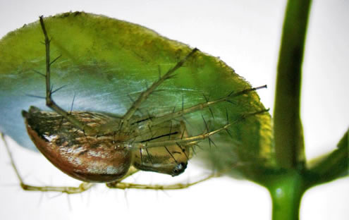 Vrouwelijke gestreepte lynxspin, Oxyopes salticus (Hentz), rustend bovenop een eierzak aan de onderkant van een blad.