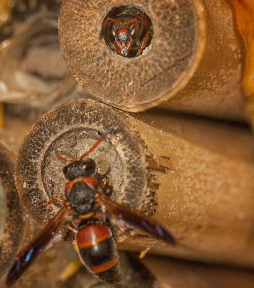 A pollinator nesting box containing hollow bamboo reeds being visited by two Pachodynerus erynnis (Lepeletier) adults