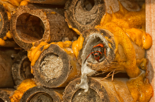 A pollinator nesting box with cavities at various stages of Pachodynerus erynnis (Lepeletier)