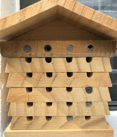 Full view of a pollinator nesting box with cavities at various stages of Pachodynerus erynnis (Lepeletier) use