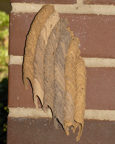 A nest of an organ pipe mud dauber, Trypoxylon politum (Say).