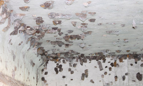 Figure 1417. The underside of a bridge in north-central Florida with a high density of Sceliphron caementarium (Drury) mud nests. Photograph by Erin Powell, University of Florida.