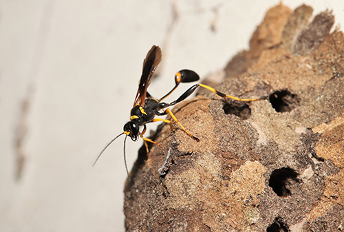 Figure 1. A female Sceliphron caementarium (Drury), on her mud nest. Photograph by Erin C. Powell, University of Florida.