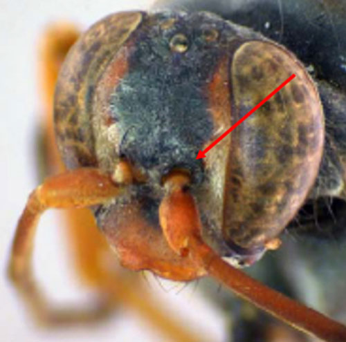 Il tubercolo smussato alla base delle antenne sulle vespe Tachypompilus ferrugineus (Say) è utile per identificare questo genere. Fotografia di Cecilia W. Monteiro (Monteiro 2014).