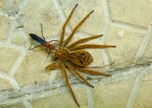 Tachypompilus ferrugineus (Say) sleept een verlamde spin mee. Foto door Steven Easley, inaturalist.org.