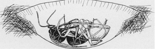 Illustratie van Tachypompilus ferrugineus (Say) vrouwtje in de eileg- en aanhechtingspositie. Illustratie gepresenteerd door R.W. Strandtmann (Standtmann 1953).