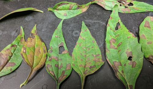 Foliar nematodes cause vein-delimited discoloration, such as the geometric lesions on these echinacea leaves