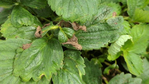 Strawberry leaf crimp caused by Aphelenchoides besseyi. 