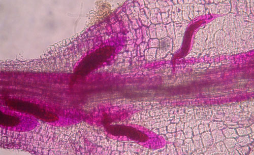 Third-stage juveniles of grass root-knot nematode, Meloidogyne graminis Whitehead, inside of a bermudagrass root. The nematodes are no longer mobile in this stage. Nematodes have been stained red for observation. Photograph by Nick Sikora, University of Florida.