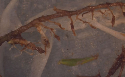 Bermudagrass roots with symptoms of the grass root-knot nematode, Meloidogyne graminis Whitehead. Small galls are present as swellings on the roots, each gall can contain multiple nematodes. The roots have rotted off below the nematode galls. Photograph by William T. Crow, University of Florida.