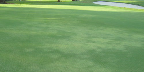 Ultradwarf cultivars of bermudagrasses on golf greens infested by the grass root-knot nematode, Meloidogyne graminis Whitehead, sometimes exhibit chlorotic-rounded blotches. Because these are different from typical nematode symptoms on turf, they often are misdiagnosed in the field. Photograph by William T. Crow, University of Florida.