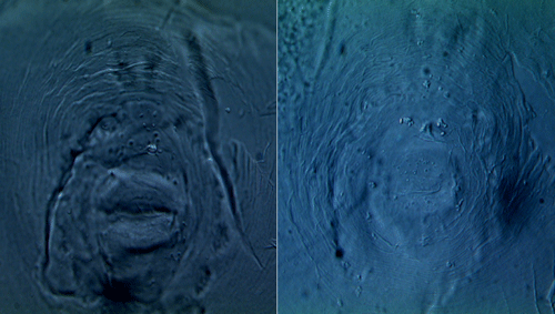 Photomicrographs of perineal patterns of two individual females of Meloidogyne haplanaria from Florida