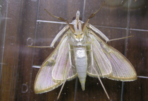 Adult Epicorsia oedipodalis, ventral view. 