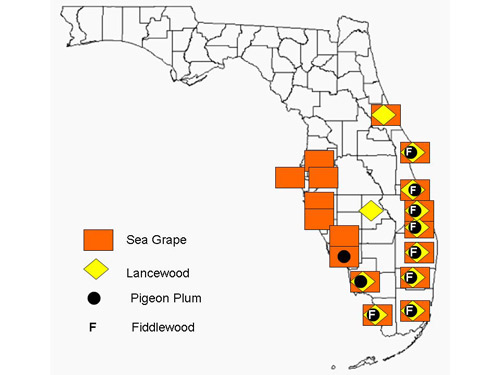 The hypothetical range of Epicorsia oedipodalis based on the natural ranges of its four main hosts: seagrape (Coccoloba uvifera), pigeon plum (Coccoloba diversifolia), lancewood (Ocotea coriacea), and Florida fiddlewood (Citharexylumspinosum). 