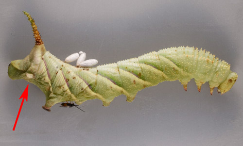 A parasitized hornworm caterpillar, of the rustic sphinx moth, Manduca rustica (Fabricius) with Cotesia congregate cocoons, emerging larva (red arrow), and adult wasp. 