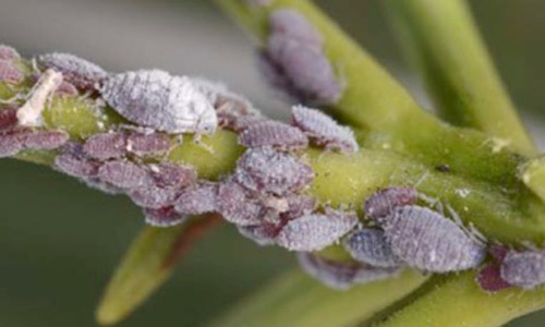 Podocarpus aphids, Neophyllaphis podocarpi Takahashi, adults and nymphs