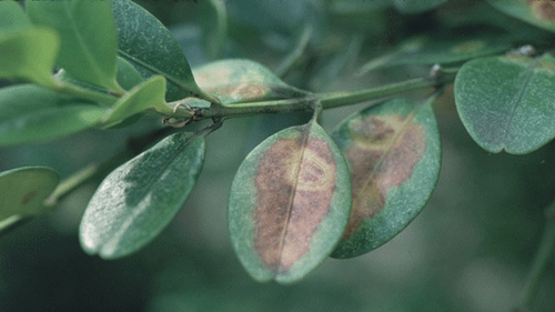 Discolored leaves from old blistering damage caused by boxwood leafminer, Monarthropalpus flavus (Schrank).