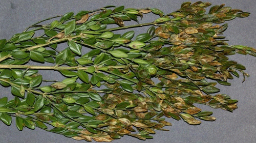 Severely infested foliage by boxwood leafminer, Monarthropalpus flavus (Schrank).
