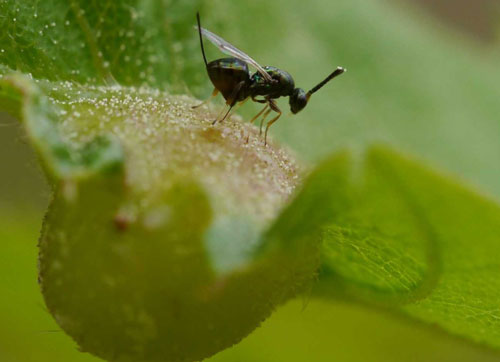 Figure 9. The parasitoid Torymus sinensis on a gall of Dryocosmus kuriphilus. Photograph by Hélina Deplaude, Chambre d’Agriculture d’Ardèche.
