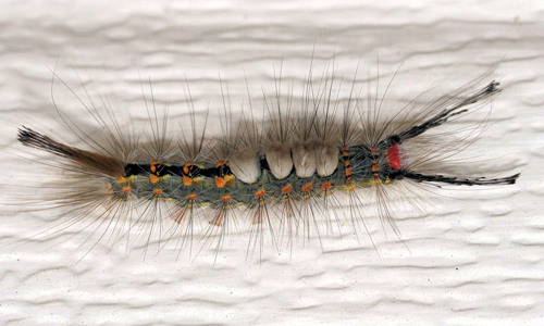 Pir tussock moth (Orgyia detrita) caterpillar (vista dorsal).