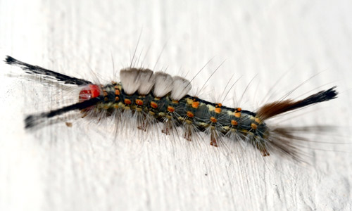 Pára a traça da traça (Orgyia detrita) caterpillar (vista dorsal).
