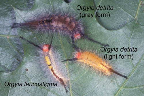 Chenilles de la chenille de la chenille à houppes des sapins (formes claire et foncée), Orgyia detrita, et de la chenille de la chenille à houppes à marques blanches, Orgyia leucostigma.