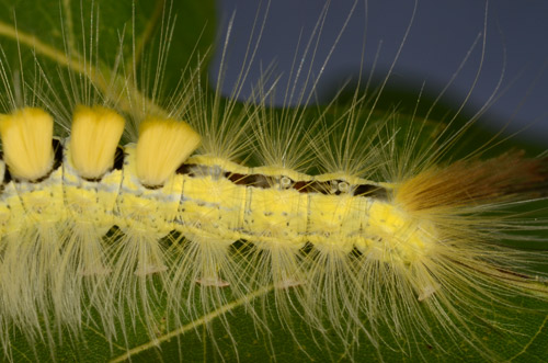 Tussock moth (Orgyia definita) caterpillar (abdómen).