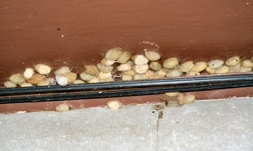 Orgyia sp. casulos debaixo de beiral de edifício.