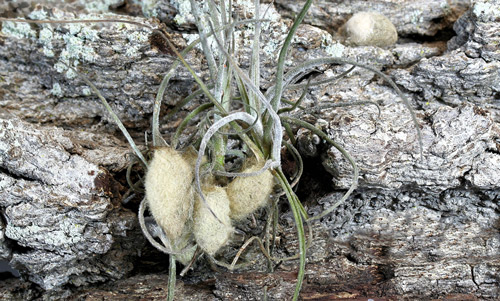 Capullos de Orgyia sp. entre el follaje de ballmoss (Tillandsia recurvata).