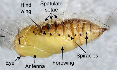 Pupa de la polilla del abeto (Orgyia detrita) macho recién mudada (vista lateral), Orgyia detrita.