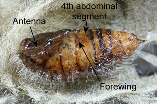 Pupa femenina madura de la polilla del abeto (Orgyia detrita).