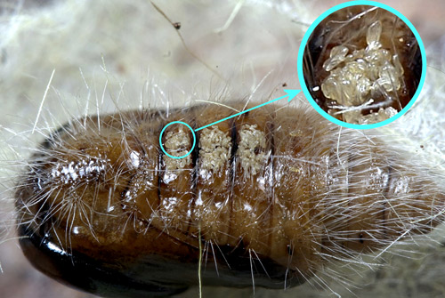 Tamboril maduro (Orgyia sp.) pupa com sedas espatuladas.