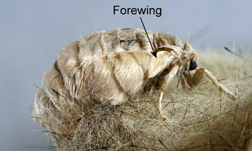 Polilla hembra del abeto (Orgyia detrita).