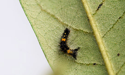 Segundo instar larva da traça do abeto (Orgyia detrita).