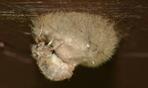 Polilla del abeto hembra (Orgyia detrita) aplicando la secreción a su masa de huevos.