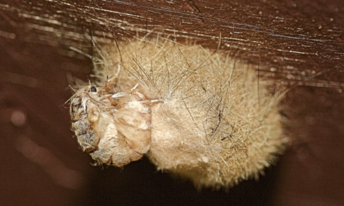 La femelle de la chenille à houppes des sapins (Orgyia detrita) frottant les soies de son abdomen sur sa masse d'œufs.