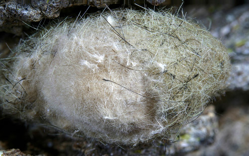 Cocon de la chenille à houppes du sapin (Orgyia detrita) avec une masse d'œufs recouverte de soies de l'abdomen de la femelle.