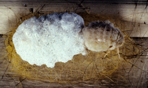 La chenille à houppes blanche femelle (Orgyia leucostigma) sur la masse d'œufs.