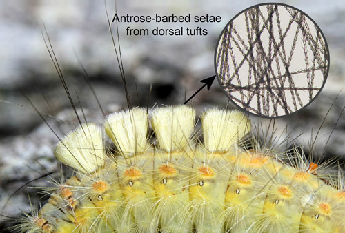 Tussocks de la chenille à houppes du sapin (Orgyia detrita). (En médaillon : photomicrographie des barbes d'antrose sur les soies urticantes des houppes).
