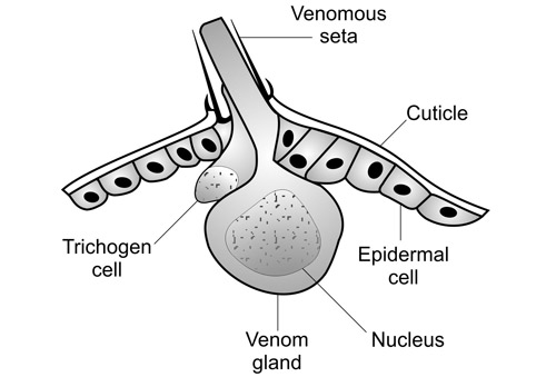 Diagrama de la seta urticante y de la glándula venenosa asociada de la polilla de la maleza del abeto (Orgyia leucostigma).